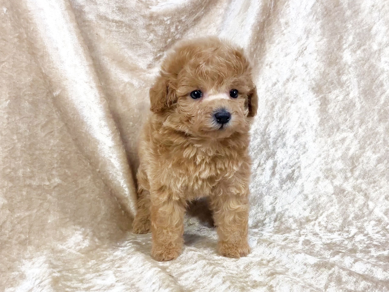 トイプードルの子犬