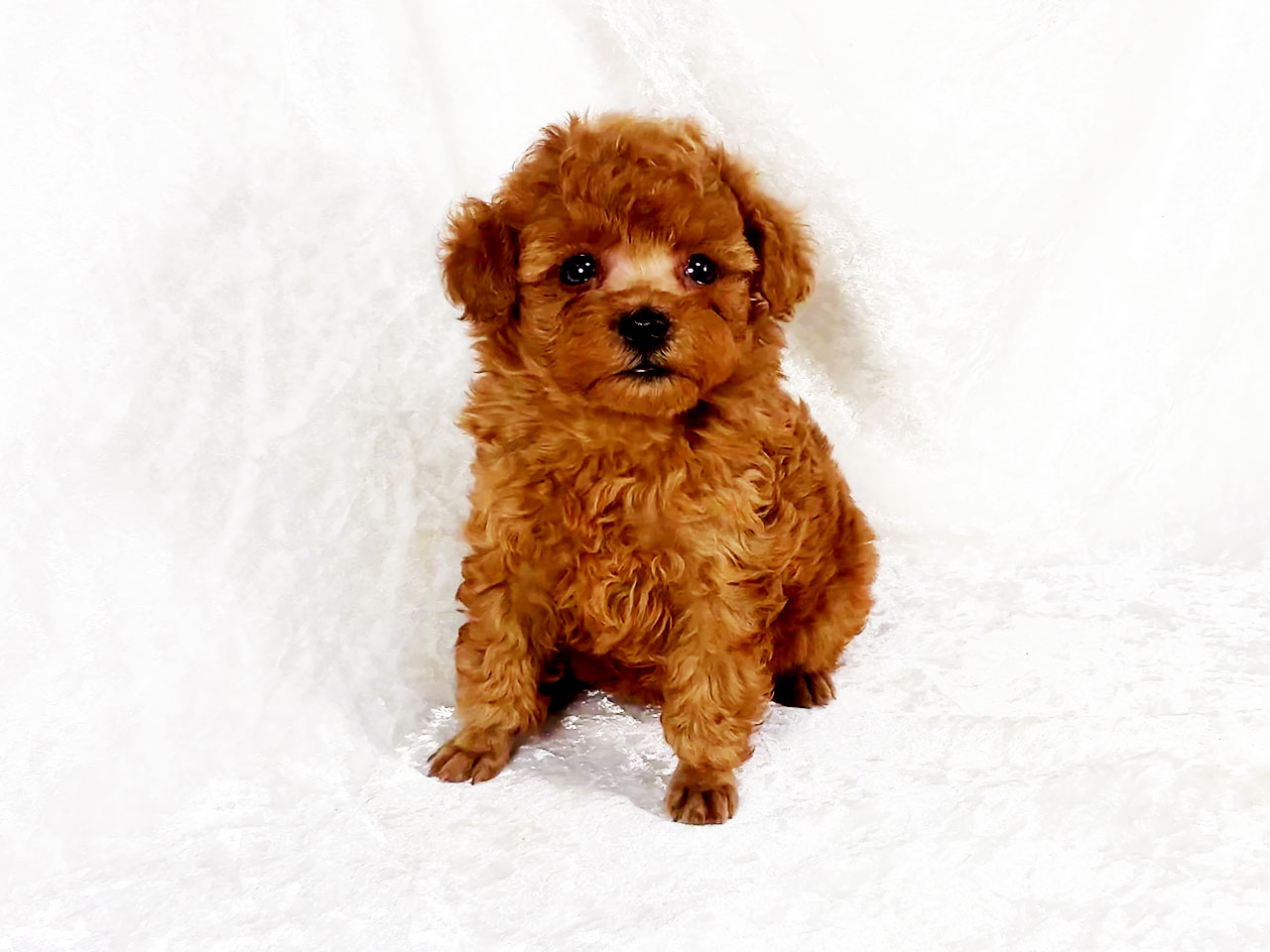 トイプードルの子犬