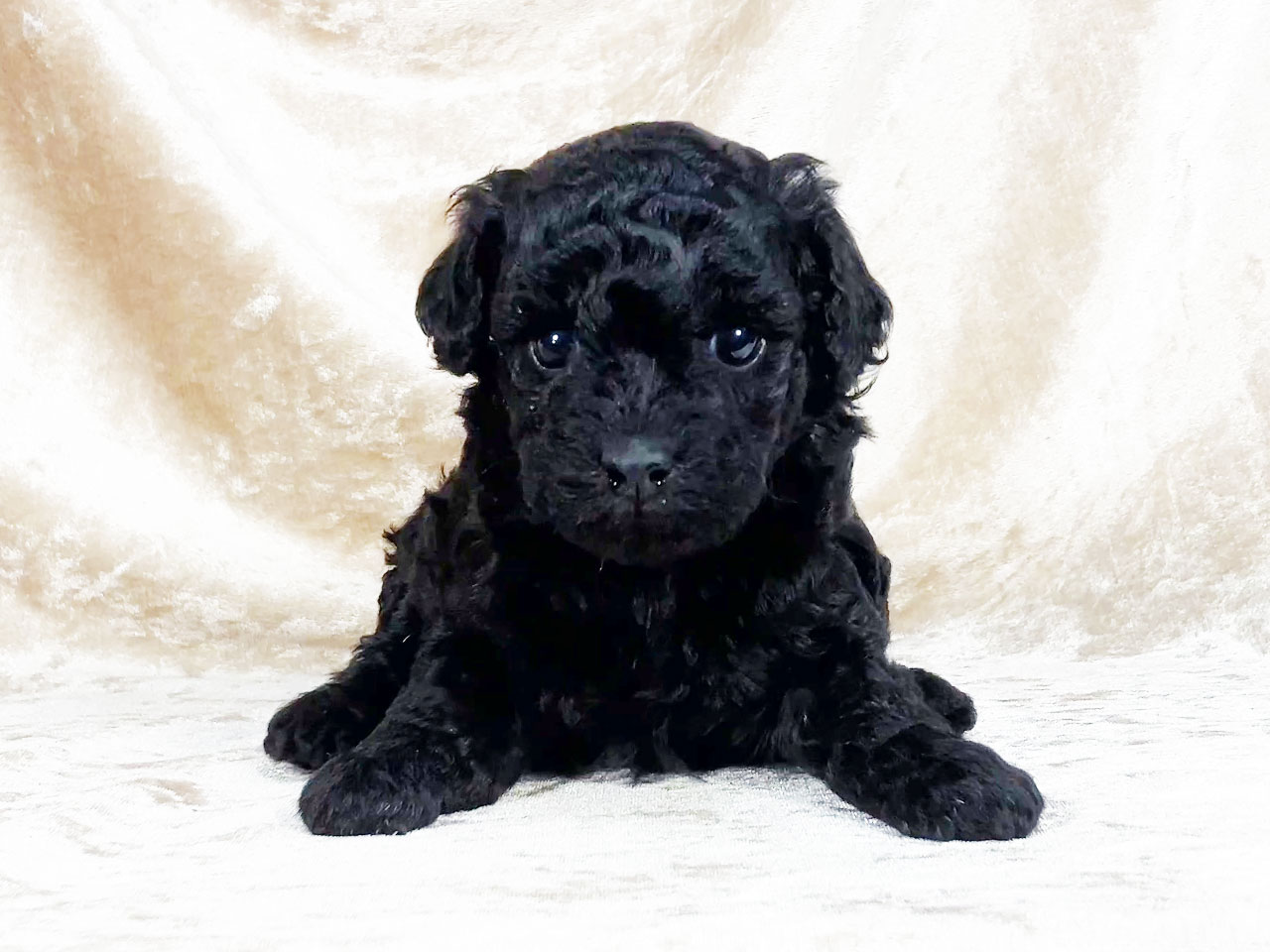 トイプードルの子犬