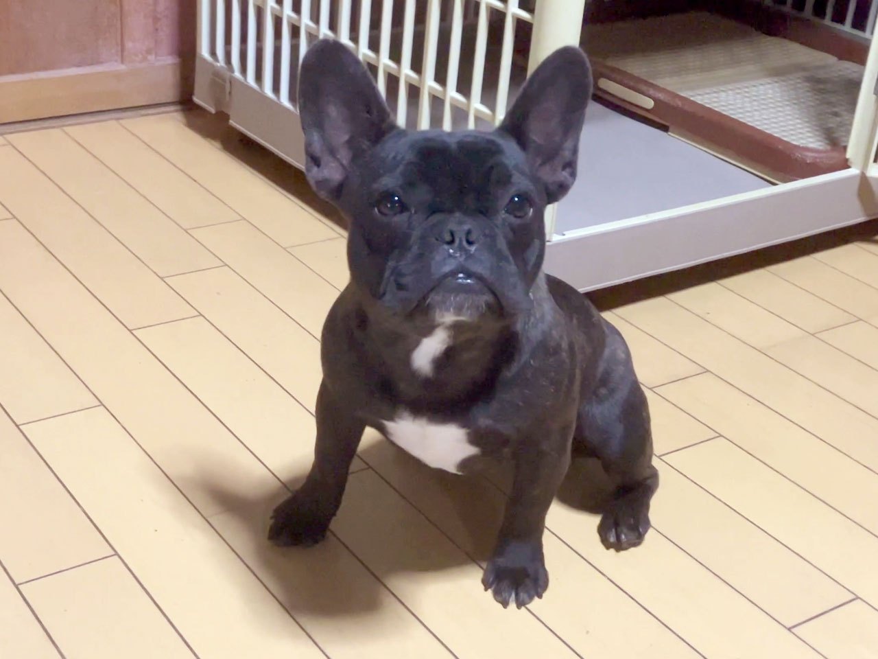 フレンチブルドッグの子犬