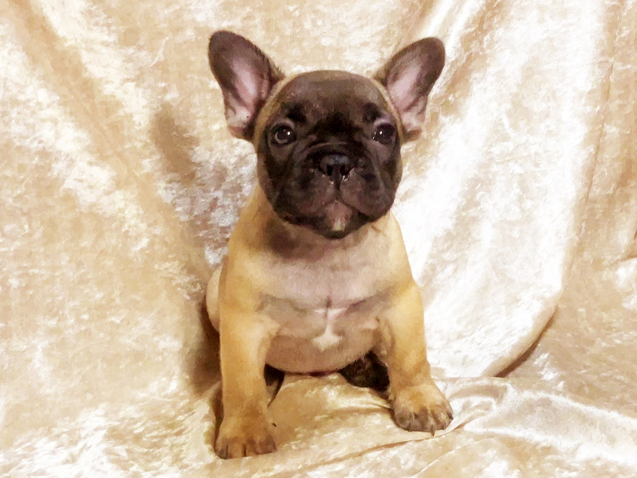 フレンチブルドッグの子犬