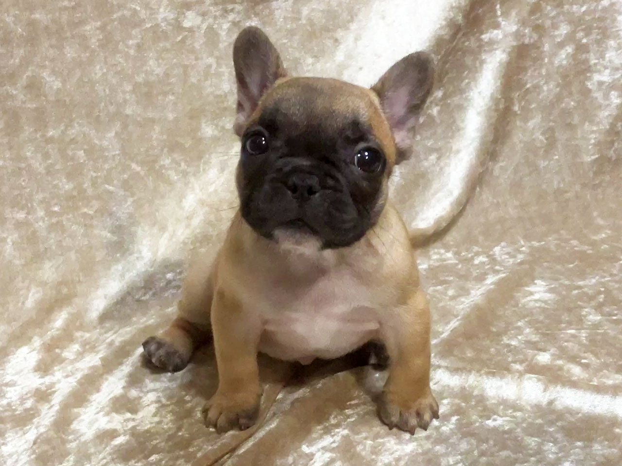 フレンチブルドッグの子犬