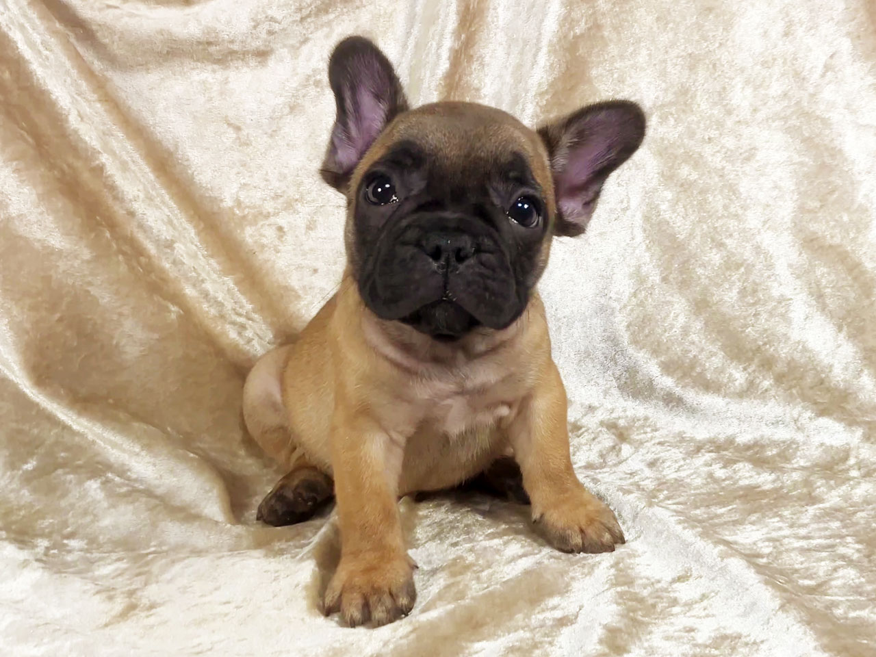フレンチブルドッグの子犬