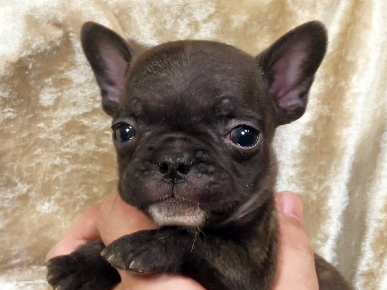 フレンチブルドッグの子犬