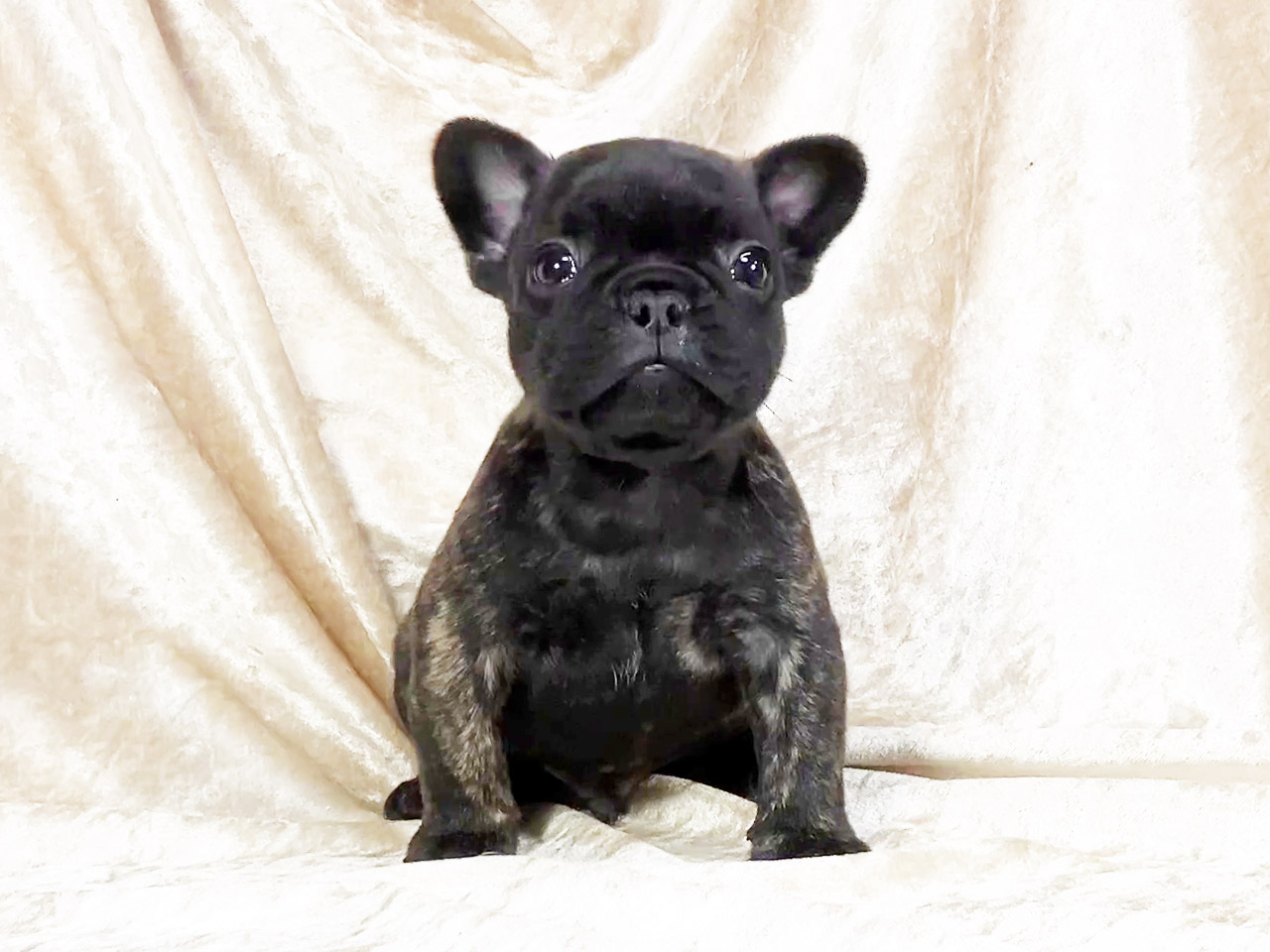 フレンチブルドッグの子犬