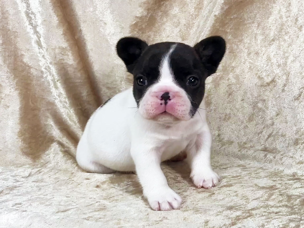 フレンチブルドッグの子犬