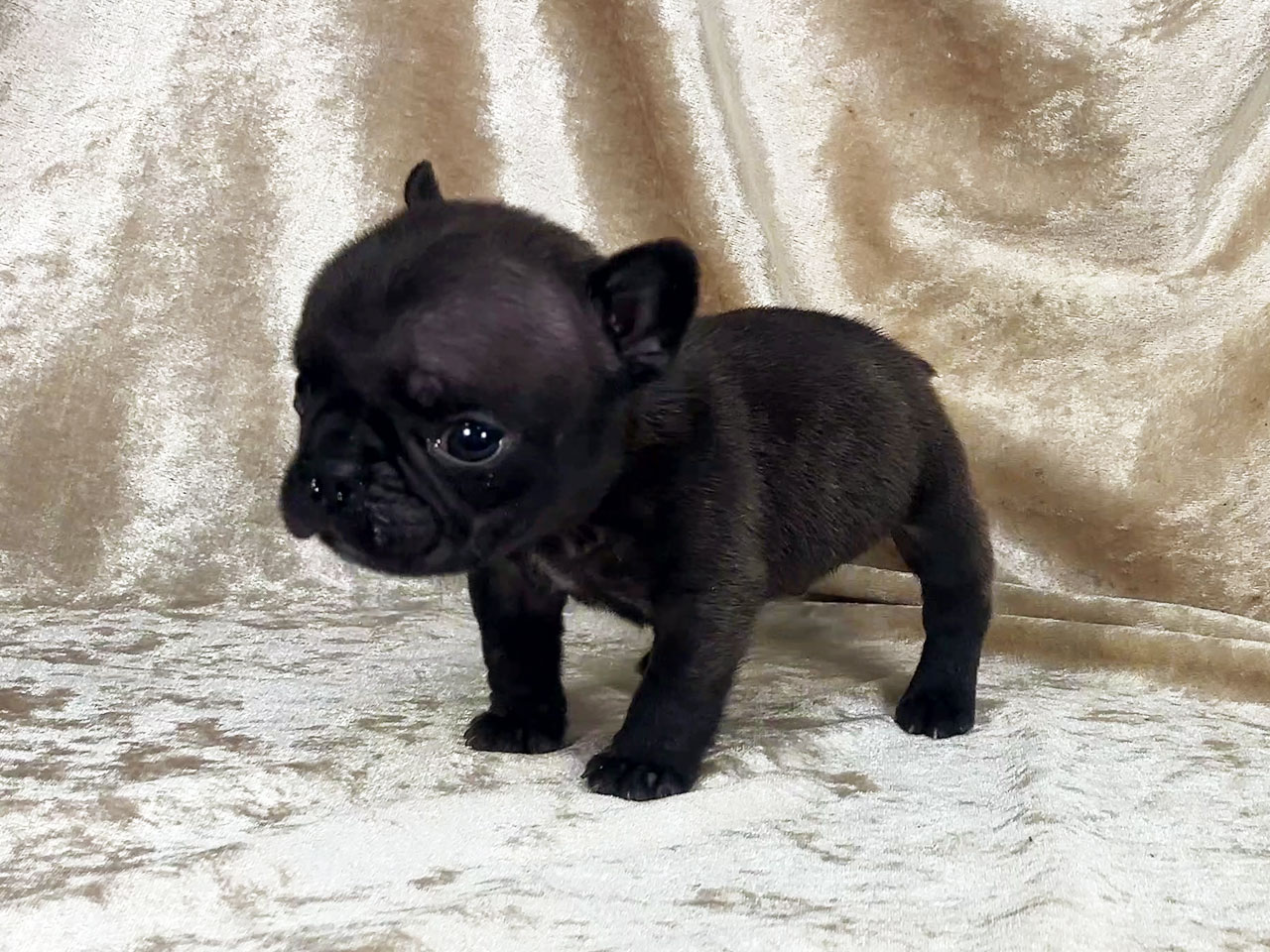 フレンチブルドッグの子犬