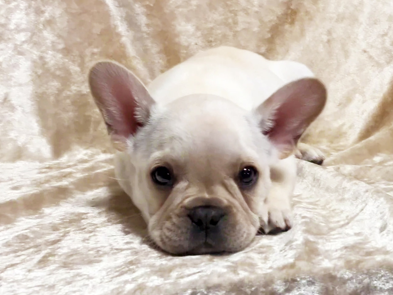 フレンチブルドッグの子犬