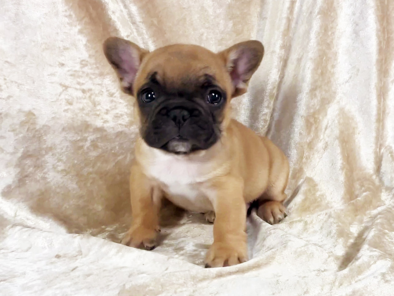 フレンチブルドッグの子犬