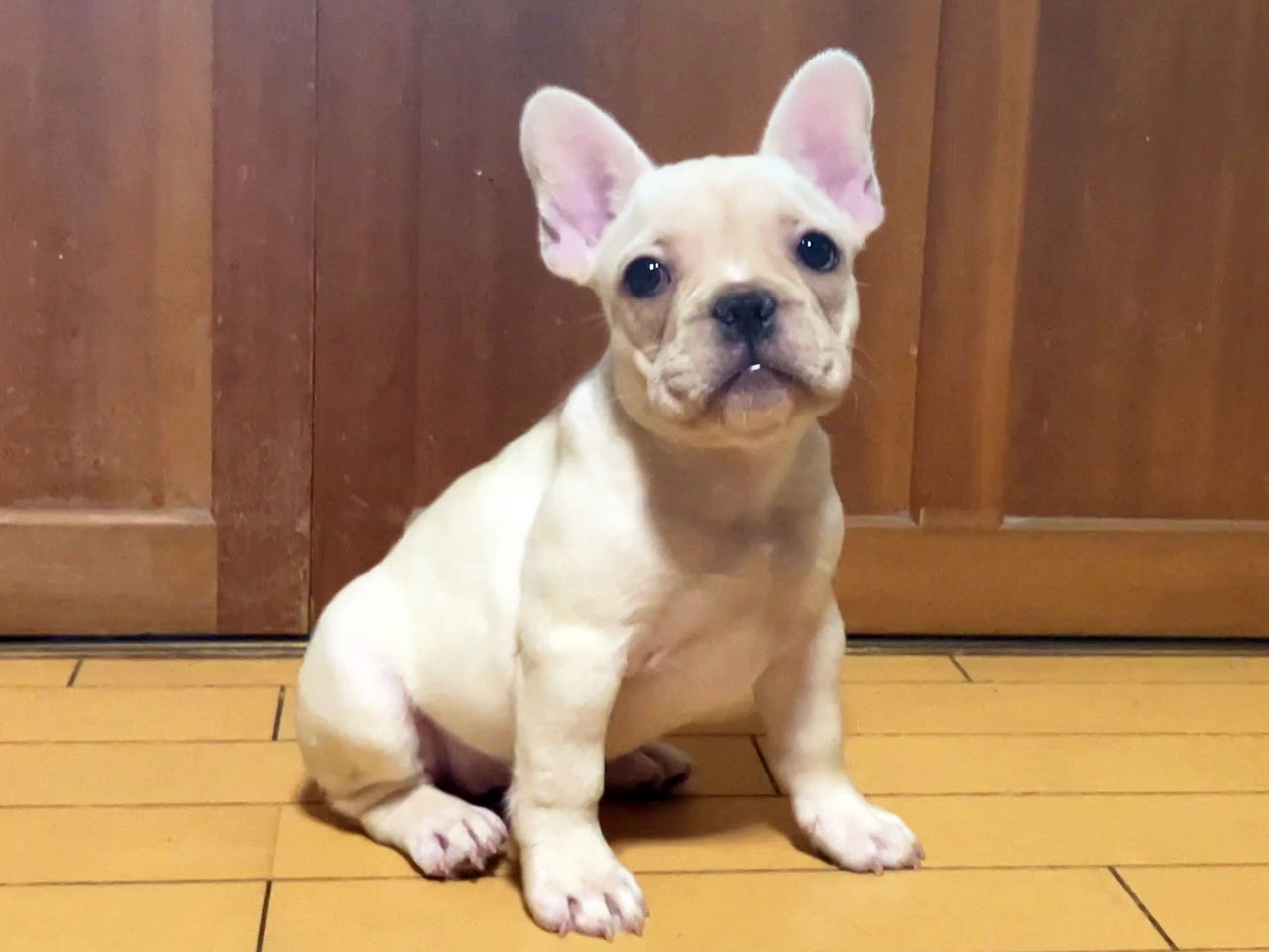フレンチブルドッグの子犬