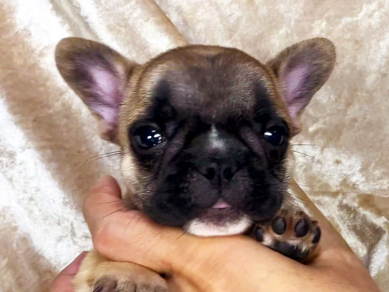フレンチブルドッグの子犬