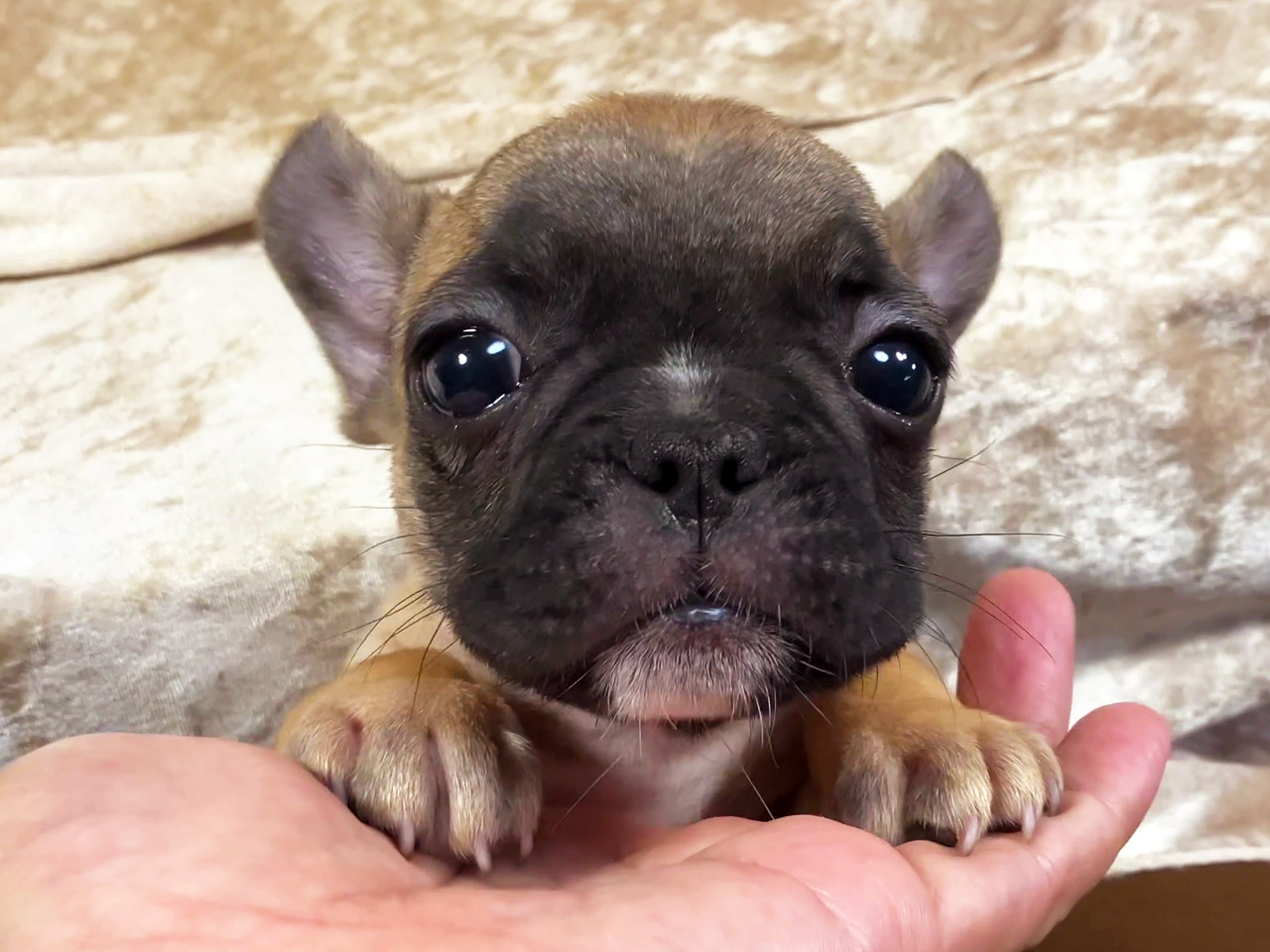 フレンチブルドッグの子犬
