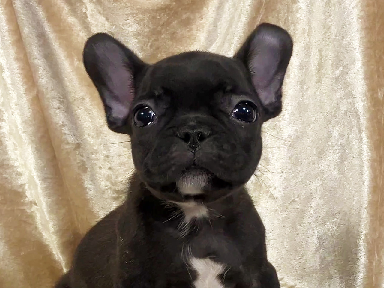 フレンチブルドッグの子犬