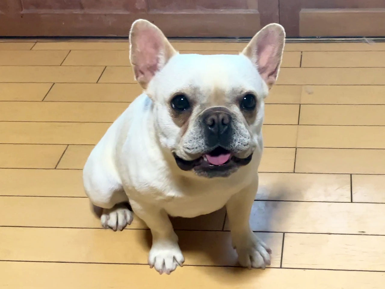 フレンチブルドッグの子犬