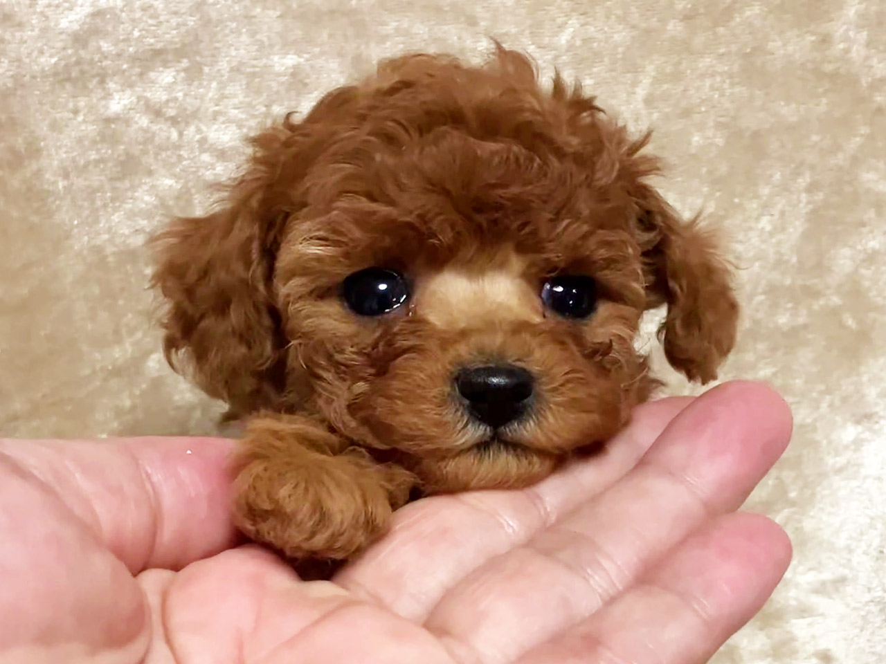 トイプードルの子犬