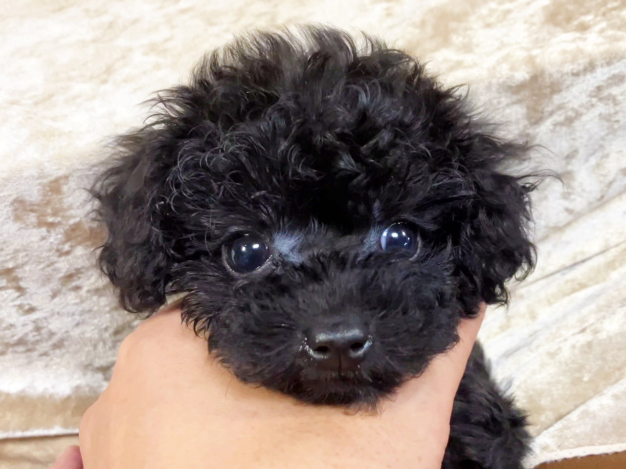 トイプードルの子犬