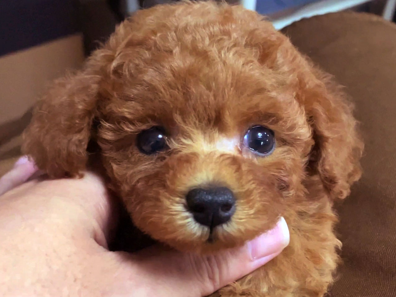トイプードルの子犬