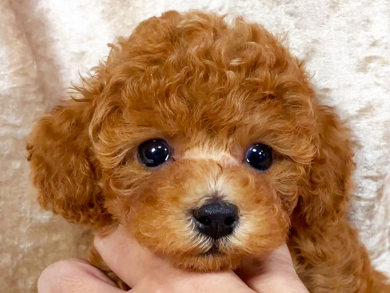 トイプードルの子犬