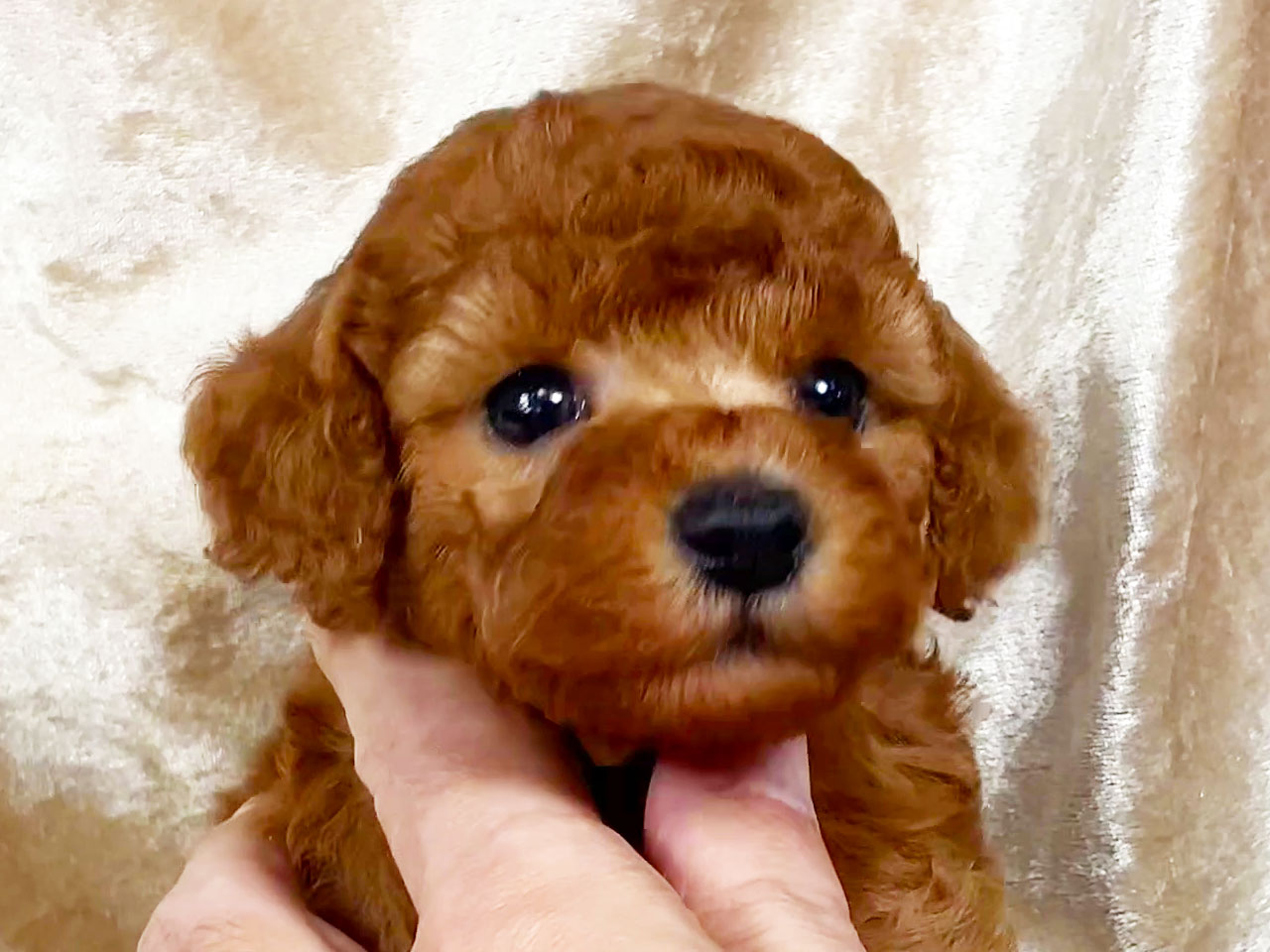 トイプードルの子犬